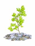 green plant and money 