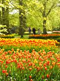 Park in spring with colorful yellow-red tulips