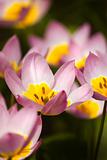 Small lilac tulips in spring