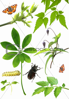 Collection of green leaves and insects