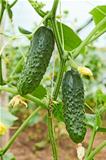 Cucumbers growing in greenhouse