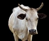 isolated australian cow with horns on black