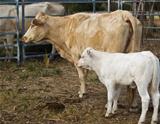 mum and baby cow and calf australian beef cattle