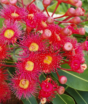 Eucalyptus summer red corymbia Australiana