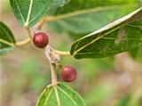 Ficus opposita Australian native plant flora sandpaper fig fruit