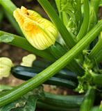 female flower organic zucchini healthy gardening and lifestyle