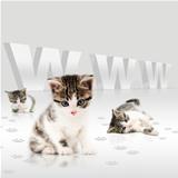 Young cats-internet concept