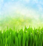 Green Grass with Water Drops on Abstract Bokeh Background
