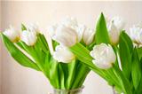 easter white tulips, selective focus on nearest part