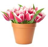 Flower Pot with pink Tulips / water drops / isolated on white ba