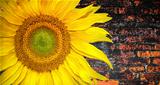 Sunny sunflower banner