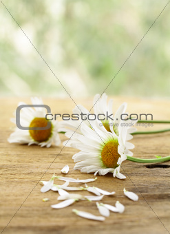 Fresh daisy chamomile flowers  on wooden background