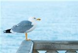 Common sea gull