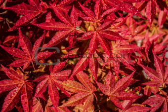 Japanese maple leaves