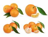 Set of ripe tangerines with leaves and slices