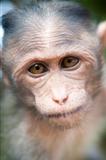 Rhesus Macaque - Macaca mulatta