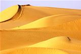 Landscape of golden desert