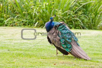 male colorful peacock