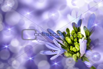 Flower on a purple background