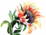 Sunflower in watercolor