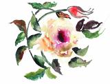 Watercolor illustration of Stylized rose flower 