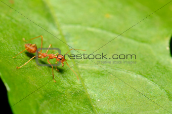 red ant