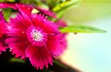 small magenta flowers