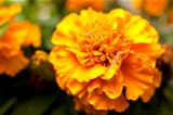 yellow orange flower Marigold