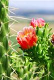 Flower of wild cactus
