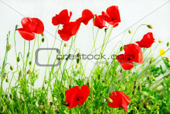 Red poppys on white