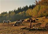 Autumn cattle grazing
