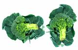 broccoli and Leaf 