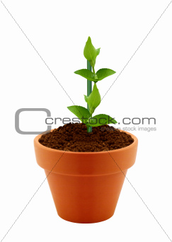 Young plant in clay pot