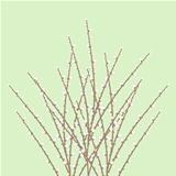Spring Willow Twig