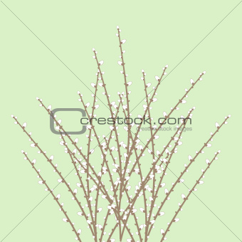 Spring Willow Twig