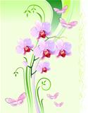 Orchids and butterflies on green background