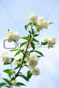 Jasmine Flowering