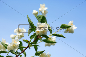 Jasmine Flowering