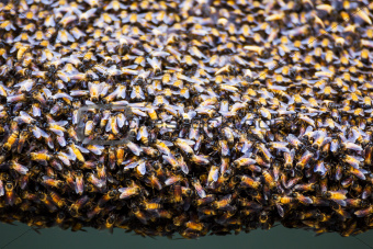 Bees inside a beehive