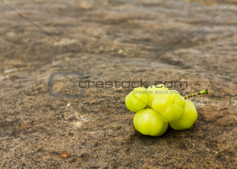 Star Gooseberry On stone