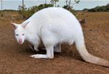 Albino Kangaroo