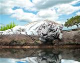 White Tiger