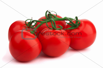 Branch of tomatoes