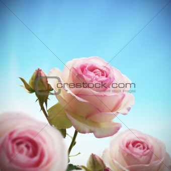 rosebush rose tree close up blue sky