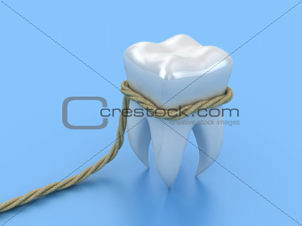 Human tooth
