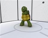 tortoise competing in hammer throw