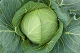 head cabbage