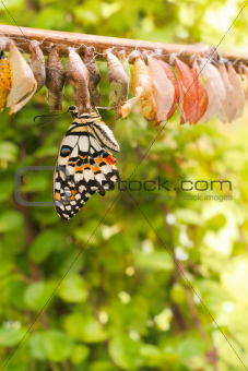 Newborn butterfly on her cocoon