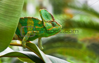 Green Jemenchameleon or Chamaelio calyptratus