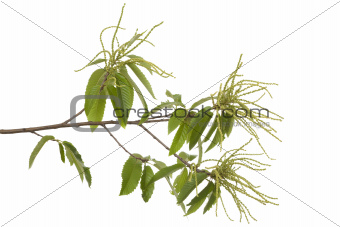 branch of chestnut